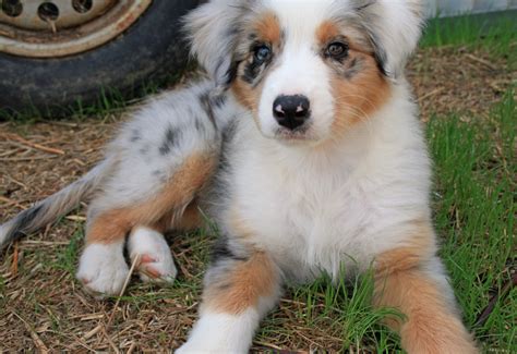 Australian shepherd cross golden retriever - Find Australian Retriever puppies and dogs from a breeder near you. It’s also free to list your available puppies and litters on our site. ... Australian Shepherd / Golden Retriever Mixes; Save this Search; Reset Search Criteria; Sort Dogs by: Ads 1 - 1 of 1. Browse Australian Retrievers by State We currently don't offer any Australian ...